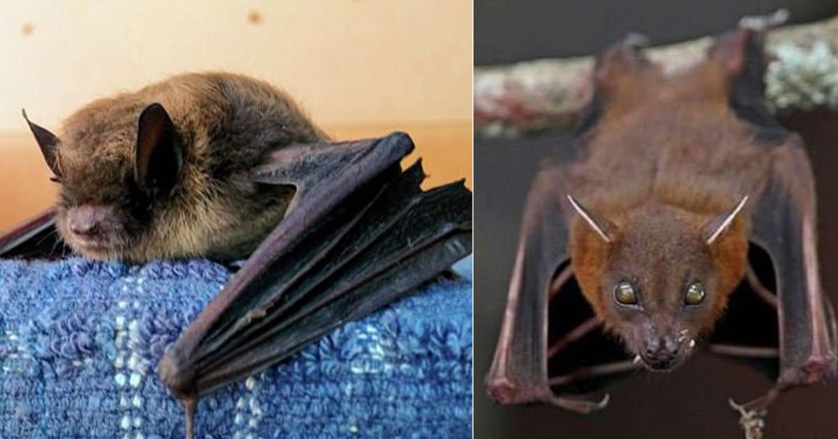 How Do Bats Get in the House | Bats Prevention Tips - Hello Lidy