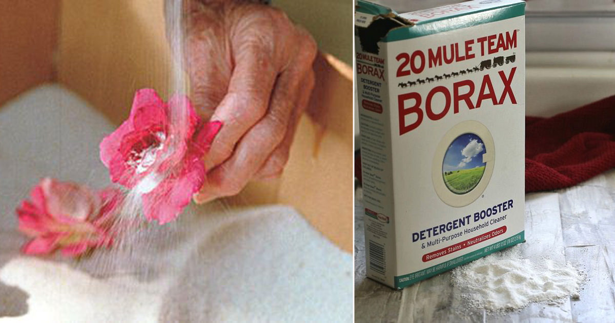 How to Preserve Flowers With Borax Step by Step - Hello Lidy