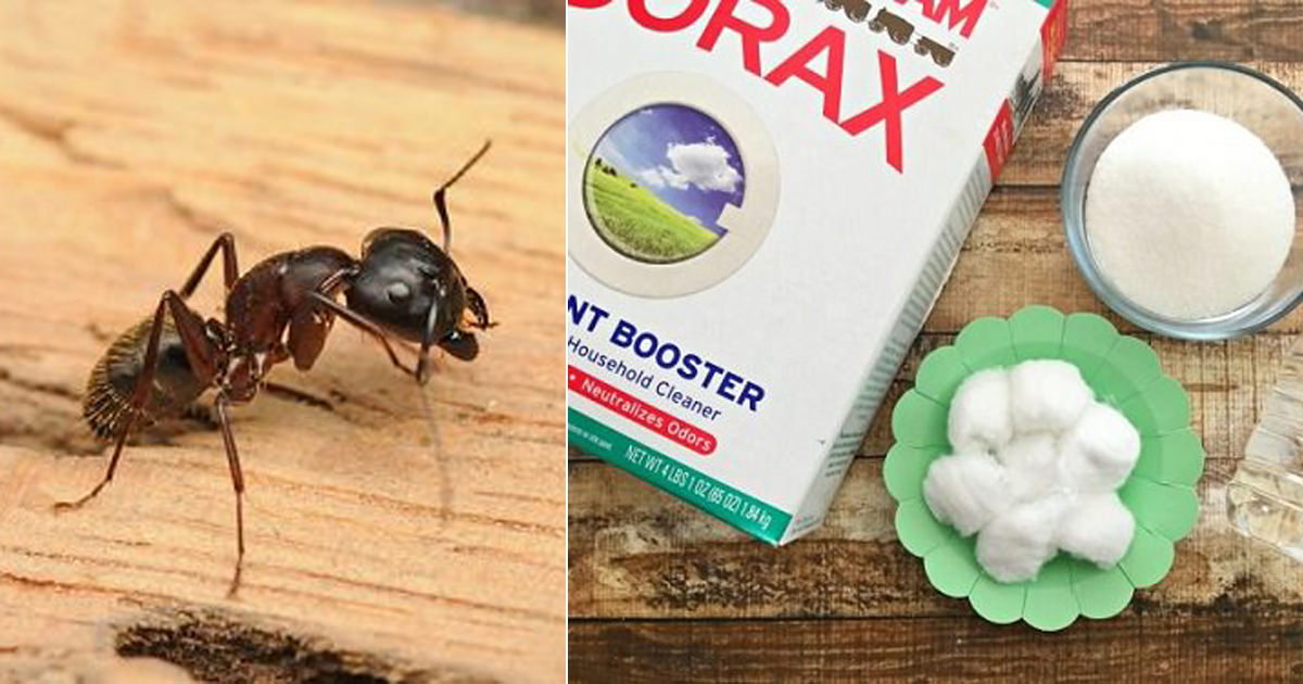 How To Use Borax To Kill Carpenter Ants2 