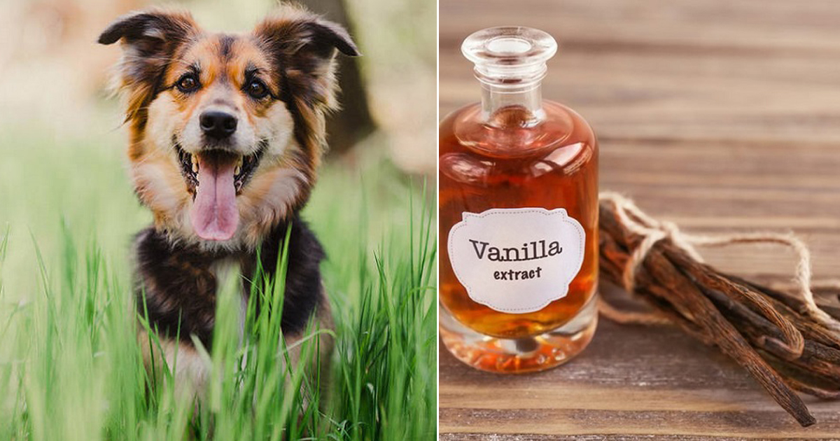 Can Dog Have Vanilla Extract Vanilla Extract for Dogs