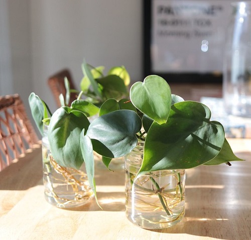 22 Stunning Pictures of Pothos and Philodendrons Planted Together ...