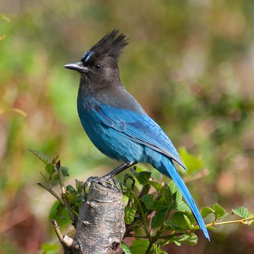 20 Magnificent Blue Birds in Michigan - Hello Lidy