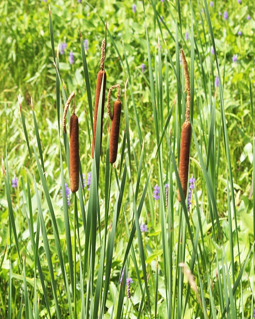 8 Plants That Look Like Corn Dogs - Hello Lidy