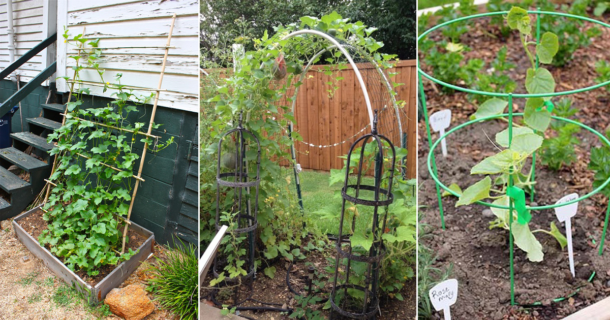 8 DIY Cantaloupe Trellis Ideas - Hello Lidy